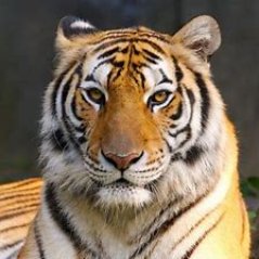 charlywaston's profile picture. roar