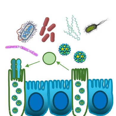 Exploring interactions between gut viruses, the bacterial microbiome, and the eukaryotic host.