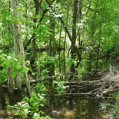 Upper Midwest landscapes provide for everyone from hard working farm communities to wilderness adventurous. Wetlands are a natural feature that benefit us all.