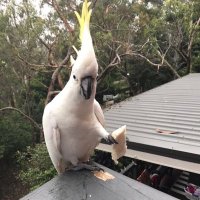 DebDuff (@debduff2) 's Twitter Profile