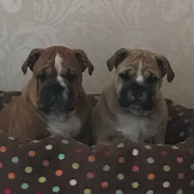 hi we’re dave an Levi an we’re baby bulldogs. we live with our mum an nanna an our skin family. follow us on insta northglorybullys 💙🐾