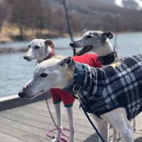 statenH (@statenh) 's Twitter Profile