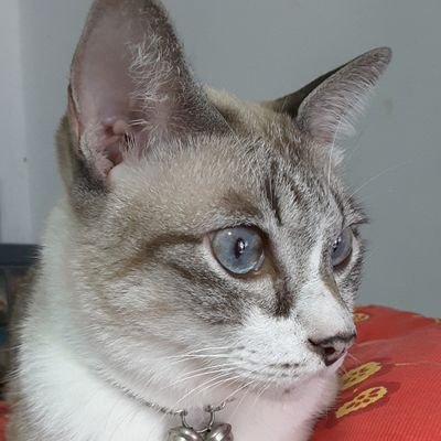 vulturezilla's profile picture. เป็นแมวเนี่ยน วนเวียนมีแมวๆ ไม่ค่อยทวิต เน้นอ่าน