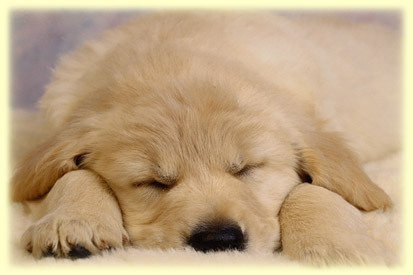 carol_animais's profile picture. Primeiro foi necessário civilizar o homem em relação ao próprio homem. Agora é necessário civilizar o homem em relação a natureza e aos animais. (Victor Hugo)