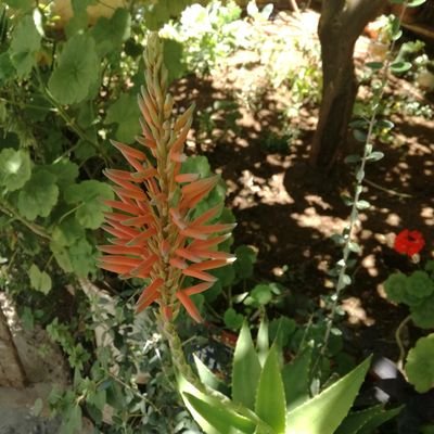 intelmash's profile picture. English language teacher