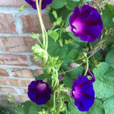 JisRead's profile picture. Reader!