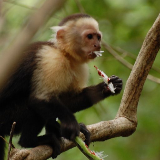 Associate Prof & Canada Research Chair @ UCalgary. Studying sensory & dietary ecology of mammals (mostly primates) by integrating genetics, behaviour & ecology