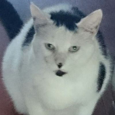 ωblueさんのプロフィール画像
