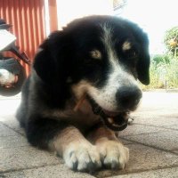 Andreas Huck (@huckle1893) 's Twitter Profile