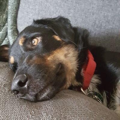 Dr_Johnitor's profile picture. He/Him