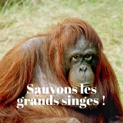 collectif de personnalités appelant à sauver les grands singes - alliance of personnalities organized to save the great apes