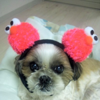 ゆり@シーズー犬チョコのおねえちゃんさんのプロフィール画像