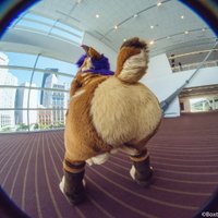 Fursuit Butts Revival (@fursuitbuttsrev) 's Twitter Profile