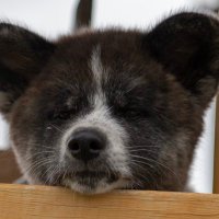 いけちゃん (@tikeuchi0628) 's Twitter Profile