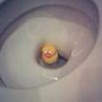 Canard (@canard_pingouin) 's Twitter Profile