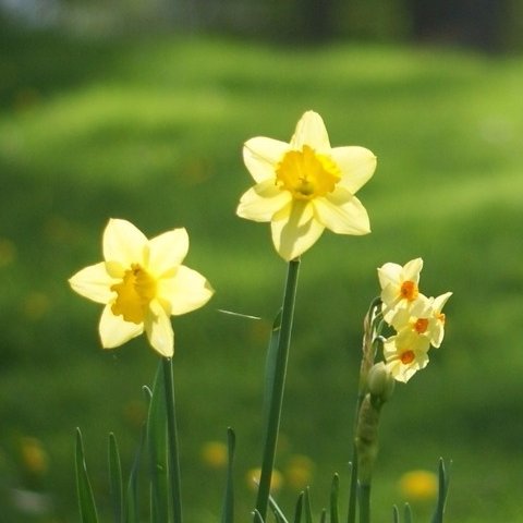 monocroui's profile picture. 