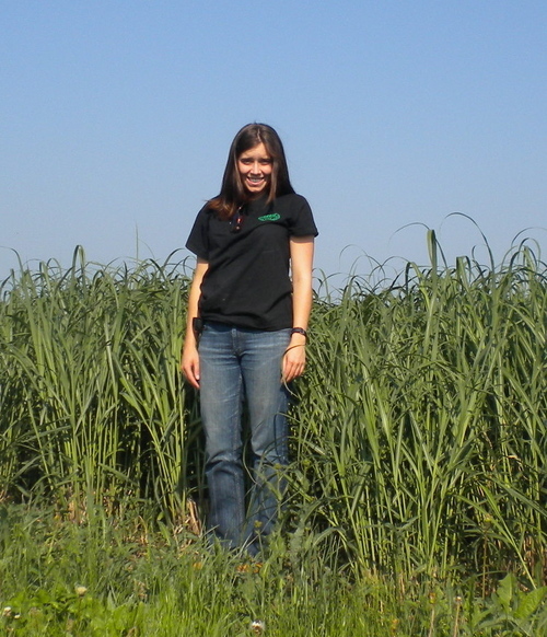 Researching cold tolerance and yield mechanisms of Miscanthus for Bioenergy in ON - Funded by a MITACS Accelerate PhD Fellowship