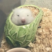 ローラ(ヘデン) (@8ci2ifcorhg7gfm) 's Twitter Profile