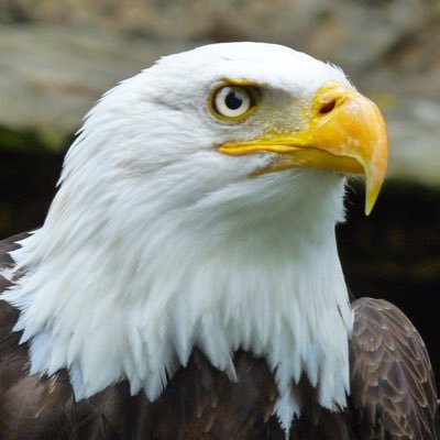 chewgsb's profile picture. 
