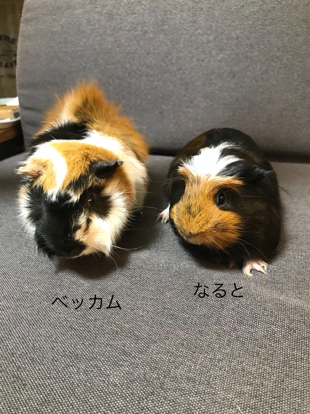 べっかむアビシニアン♂推定約8歳。2019年7月8日 🌈いなりアビシニアン♂2019年7月18日~2022年9月25日 🌈なるとクレステッド♂2019年1月~2025年6月10日🌈さすけアビシニアン♂2022年10月2日~2025年6月23日🌈まるクレステッド♂2025年8月9日お迎えしました。