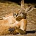 - (@baltickangeroo) Twitter profile photo - (@baltickangeroo) Twitter profile photo