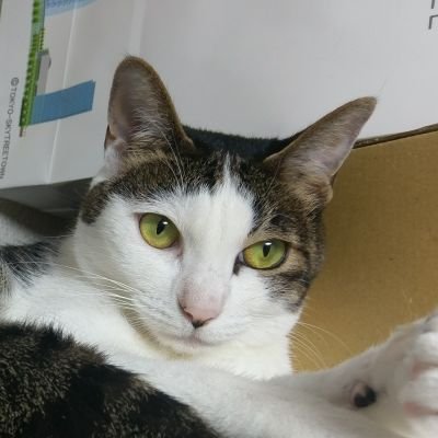 tsubasa_YRM's profile picture. 舞台などの音響・映像&公共交通分野に携わり、今は情報処理安全確保支援士・他いろいろ。

舞台観劇(クロジ、Theatre劇団子、Pal's sharer、劇団えのぐ、劇団東京乾電池、劇団宇宙キャンパス、他色々)、あぶない刑事、読書、旅行好き。