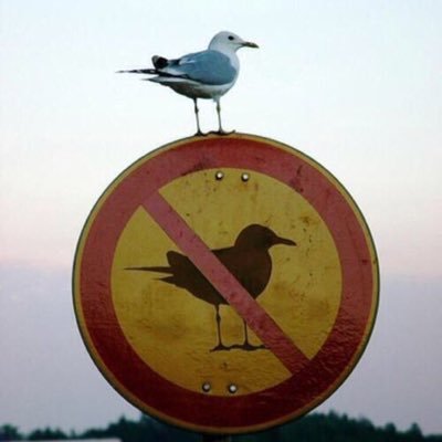 Bird on a sign