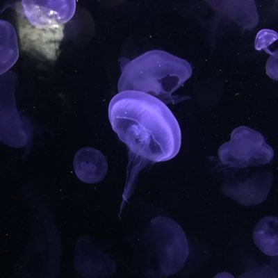 PTthrifters's profile picture. Hi! We at Nick and Erik, and we are the PFThrifters lol, we sell mainly vintage and name brand items we look for items in good to new conditions!