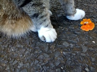 TTabby_TToe Profile