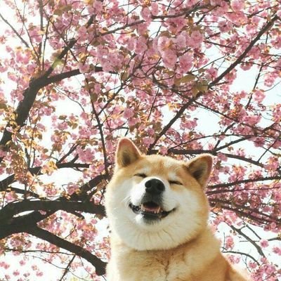 1010Yum's profile picture. 🌸なぜ私はそれを与えていませんか？
あなただけの敗者私を呼び出すため、
#7thhokage🍥

                                     uzumakinaruto07052004@gmail.com