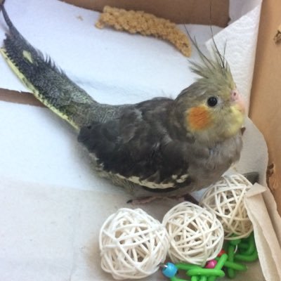 Hi, I’m Sock The Cockatiel. I’m a 3 year old female! My unofficial hatchday is April 1st. I am very spoiled 🥰