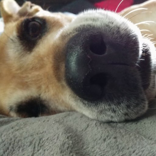 t3hthirstydog's profile picture. engineer. gamer. generally sedentary.