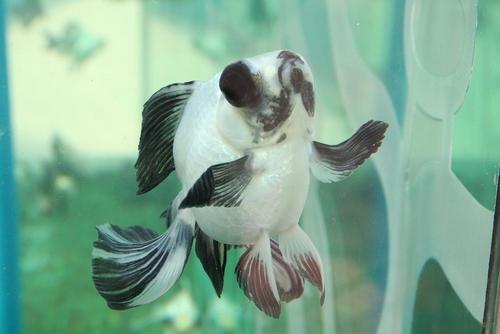 金魚が好きで国内、国外のイベントどこでも行きます。金魚銀座の座長しています。なにわホネホネ団員。時々大小骨格標本作り。 キワメテ水族館 https://t.co/PpvfL8qa8O… ビッグイシュー347号のワンダフルライフに掲載してくれました。FB:https://t.co/zLLod2ujH2