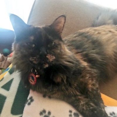 World’s cutest tortie. 😽 Hobbies include-sleeping-playing-sleeping-eating-sleeping-watching @warriors🏀