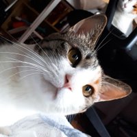 고양이 욜란다와 유리 (@yolandaplzbcool) 's Twitter Profile