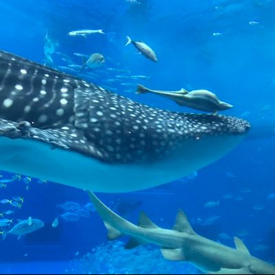 KOBE0910's profile picture. 