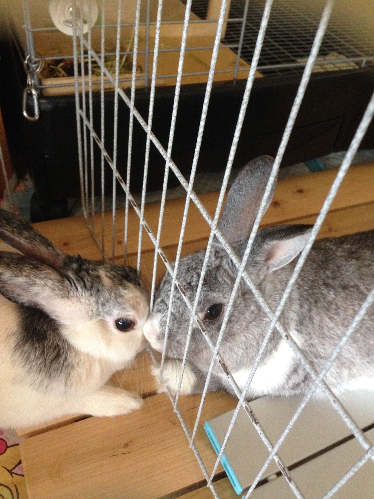 お月様組のごま(グレー)むぎ(三毛)🌕🐰🐇
いまは元保護っこのうり🚺(ミルクティー)
まめ🚺(オレンジ)🌏🐰🐇と暮らしてます🍞🥛
だるまうさぎレスキューさん系列の保護っこ達は きょうだい🍀
その他の保護っこはいとこ🌿
🌸ヘッダー@ILOVE96MAME様より寄贈✨