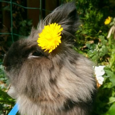 Rabbits are amazing, but sadly very misunderstood. Learn to love your bunny the good way ❤️🐇