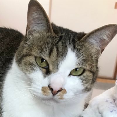 ブーちかのプロフィール写真