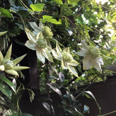 花筏 国分寺駅 マルイとセレオ 落雷で停電中 すごい雷 Jrは動いてる 国分寺 雷 停電 マルイ セレオ Jr 花筏 国分寺駅 マルイとセレオ 落雷で停電中 すごい雷 Jrは動いてる 国分寺 雷 停電 マルイ セレオ Jr