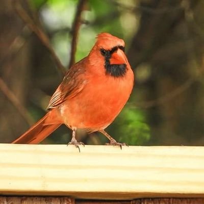 jackiedavis945's profile picture. 