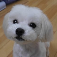 大学生です。一人暮らししてますが実家に愛犬がいます