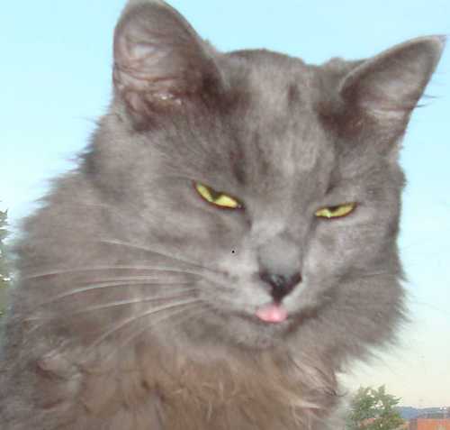 NereaRamLop Profile Picture