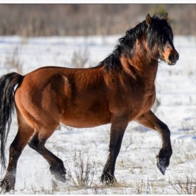 A group for everyone to advertise and share their horse news and photos with other like minded people. Just tag us in your post for RT’s and likes