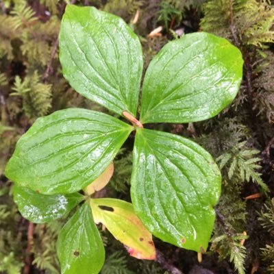 My name is Jakk. I’m a guy who likes peeing on plants. These are pictures of plants I've peed on.