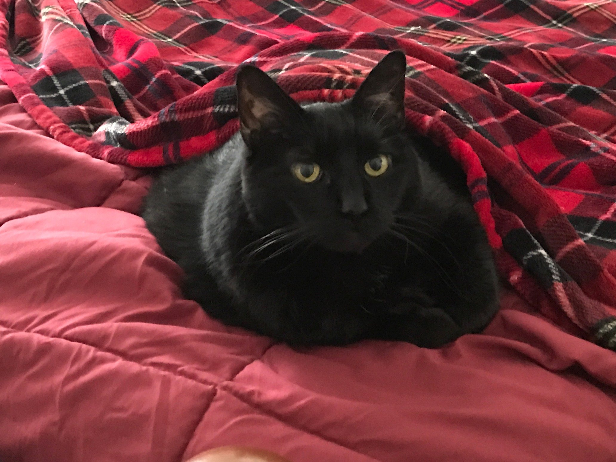 jarshaarashi's profile picture. Married to the love of my life.❤️ Cat lover. Mother of 6 cats (2 in heaven 💔) I collect Pokémon. I love scary movies and Japan.