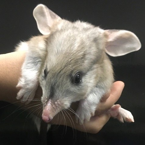 Save The Bilby Fund