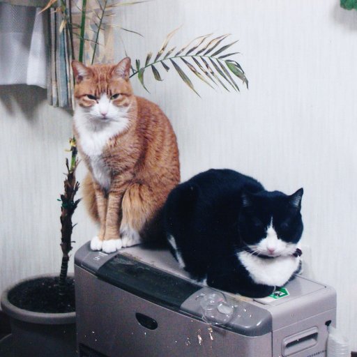 スマホ入力が苦手でツイート少な目、リツイート多めです
ブログ「猫の遠ぼえ『次の世代に残したい日本』（現在休止中）」の管理人