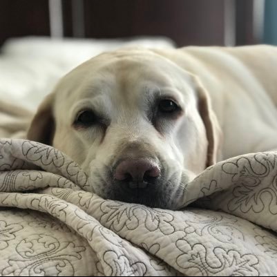 julieannsb's profile picture. 