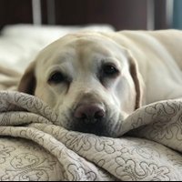 Julie Brzezinski (@julieannsb) 's Twitter Profile